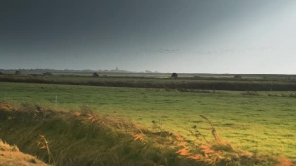 Tranquill Rural Landscape Lush Green Fields Stretch Horizon Flocks Birds — Vídeo de Stock