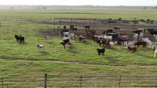 緑の草原で牛の放牧 牧場で牛を繁殖させる — ストック動画