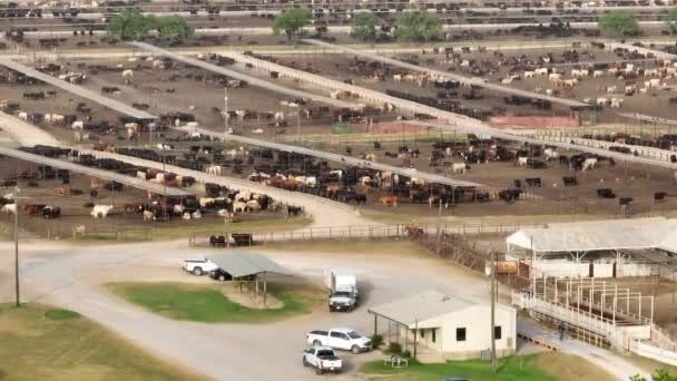 Lkws Und Cowboys Auf Dem Pferderücken Runden Das Vieh Futterplatz — Stockvideo