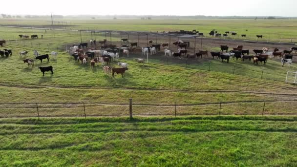 Large Herd Beef Cattle Graze Ranch Texas Meat Packing Agriculture — Stockvideo