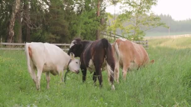 牛は夏の夜に草原で別の牛を舐める — ストック動画