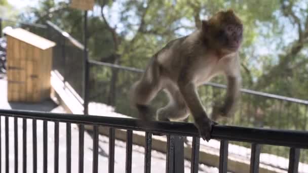Barbary Macaque Opice Lezení Zábradlí Větve Stromů Gibraltar — Stock video