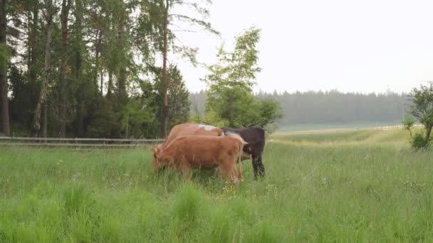 Drie Koeien Een Grasveld Een Zomeravond — Stockvideo