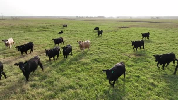 Krávy Hovězí Dobytek Voli Hlídají Vzdušné Drony Travnatý Porost Ranči — Stock video