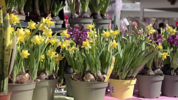 Wystawa Żonkili Innych Kwiatów Targu Wielkanocnym Ludzie Przechodzą Obok Tle — Wideo stockowe