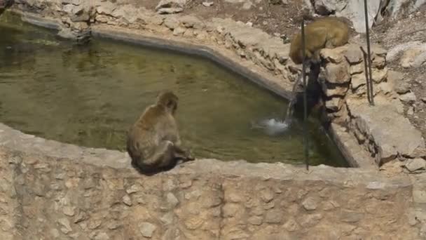 Gibraltar Barbarie Macaque Singes Refroidissant Par Fontaine Rocheuse Bien — Video