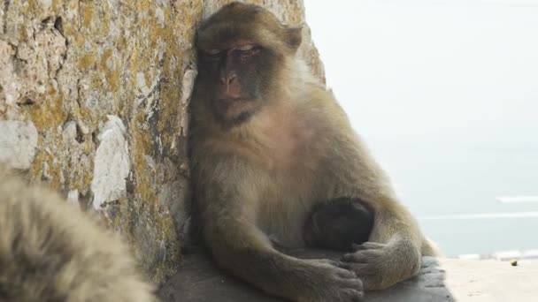 지브롤터 바바리 마카크 원숭이가 새끼들 그늘에서 — 비디오