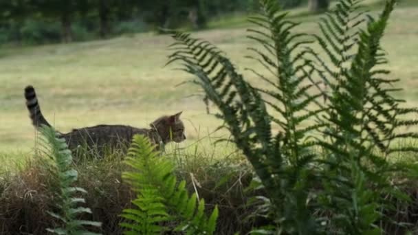 Sweet European Tabby Cat Jumping Field Slow Motion — Stock video
