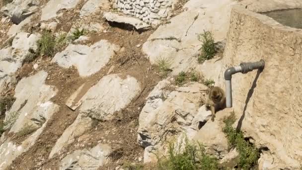 Gibraltar Mono Macaco Barbario Escalando Rocas Por Debajo Tubería Drenaje — Vídeo de stock