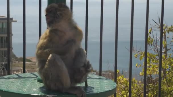 Стоковые Видео Зуд ⬇ Скачать Футажи Зуд | Depositphotos