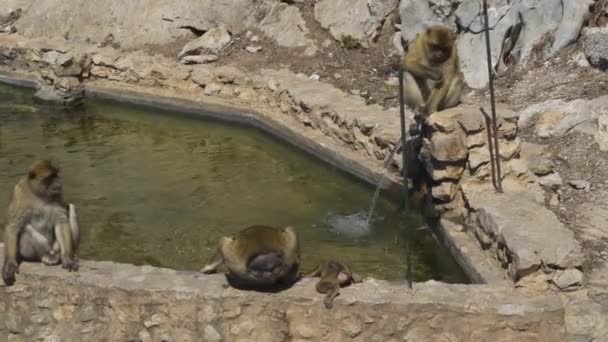 Barbary Macaque Apentroep Chillen Door Fontein Goed Gibraltar — Stockvideo