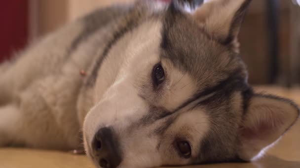 Close Adorable Sleepy Husky Dog Closes Eyes Falls Asleep Floor — Stock Video