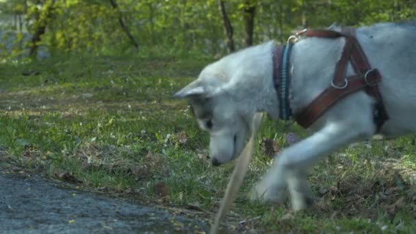 Schattige Husky Hond Aan Lijn Vindt Iets Interessants Het Gras — Stockvideo