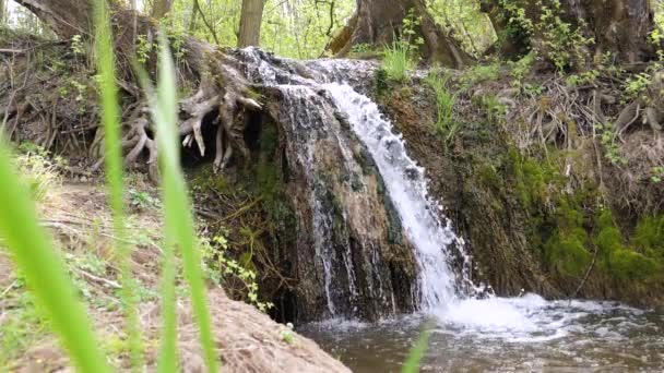 Mały Wodospad Nad Potokiem Lesie Panning Slow Motion — Wideo stockowe