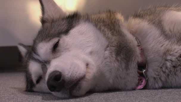 Gros Plan Husky Chien Endort Lorsqu Est Réchauffé Par Soleil — Video