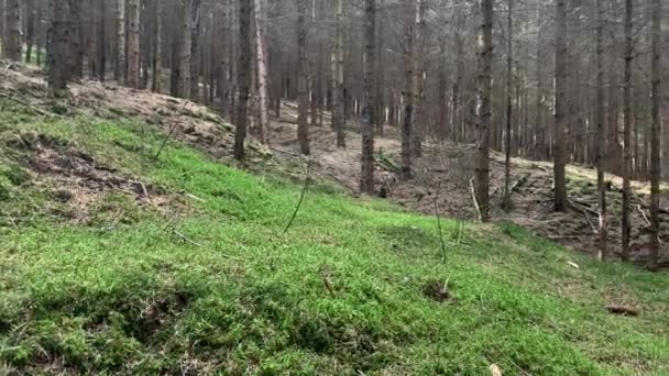 Floresta Natural Pinheiros Verão Húngaro — Vídeo de Stock