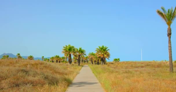 Tilt Shot Wooden Promenade Sea Shore Rows Palm Trees Both — Stock Video