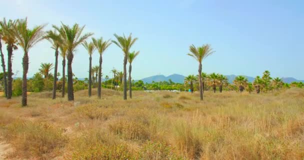 Palm Trees Park Playa Pinar Beach Grao Castellon España Amplio — Vídeo de stock