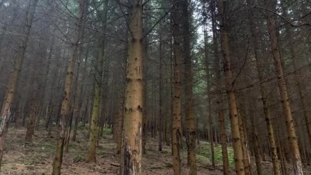 Bosque Natural Pinos Verano Europa — Vídeos de Stock