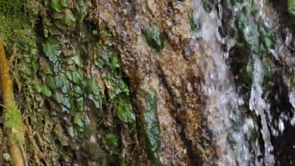 Cascata Cascata Lungo Rocce Ricoperte Alghe Primo Piano — Video Stock