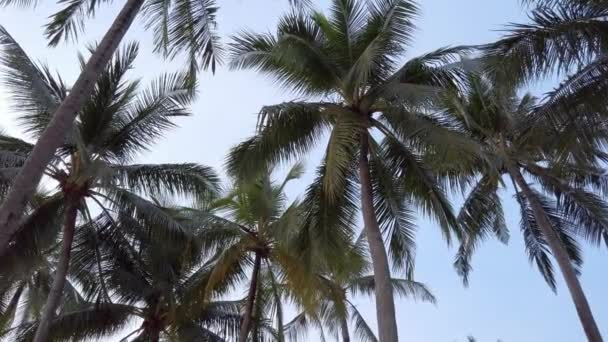 Slow Motion View Coconut Palm Trees Sky Beach Tropical Island — Video Stock