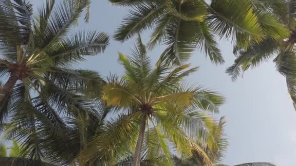 Vista Rallentatore Delle Palme Cocco Contro Cielo Vicino Alla Spiaggia — Video Stock