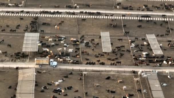 Trucks Feed Forage Beef Animals Feedlot Confined Pens Gain Weight — Stock Video