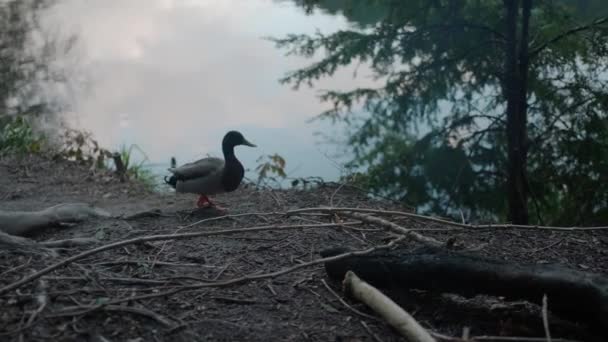 Punto Vista Humano Pato Macho Caminando Bosque Junto Lago — Vídeo de stock