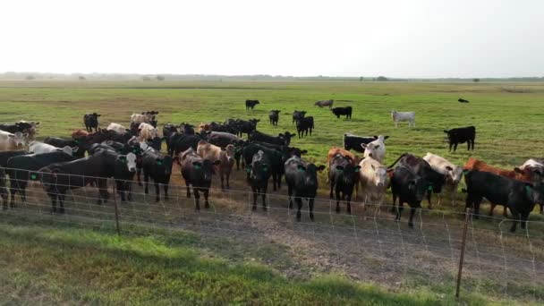 在美国的牧场上放牛 晨光下农场的空中景观 牧场上的围栏 — 图库视频影像