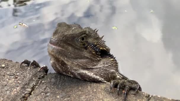オーストラリア クイーンズランド州 ブリスベンの植物園でわずかな目の動きで その周囲によって警告されたスパイシーなクレストオーストラリアの水龍 Intellagama Leusuii — ストック動画