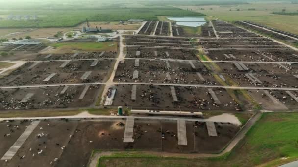 Descending Aerial Reveals Huge Expanse Cattle Feedlot Usa Meat Production — Stock Video