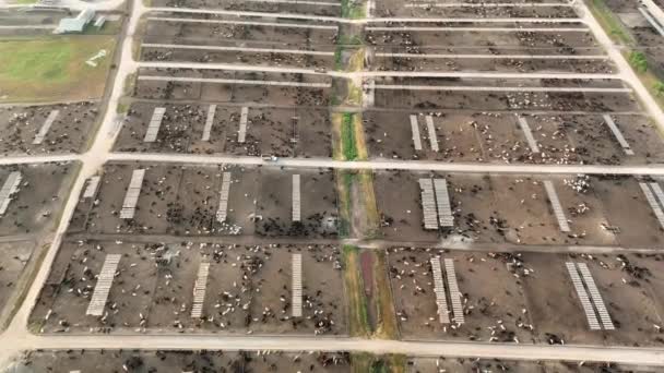 High Aerial Sprawling Cattle Feedlot Texas Usa Confined Feeding Operation — Video Stock