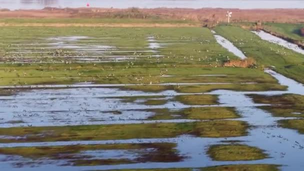 Rebanho Maciço Gansos Canadenses Voam Sobre Área Pastagens Inundadas Drone — Vídeo de Stock