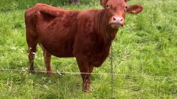 Une Vache Solitaire Broute Dans Une Prairie Verdoyante — Video