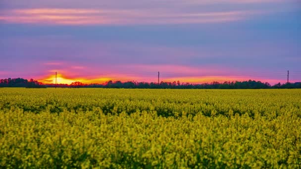 Bunter Himmel Und Horizont Bei Sonnenuntergang Von Den Rapsfeldern Zeitraffer — Stockvideo