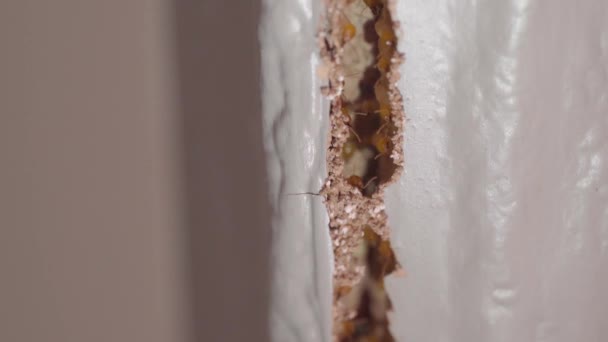 Window Frame Had Been Damaged Termites Selective Focus Termite Nest — ストック動画