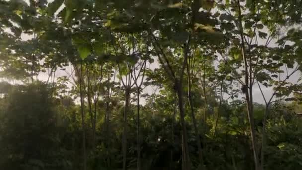 Amazon Esőerdő Naplementekor Ecuadorban Légi Felemelkedés — Stock videók