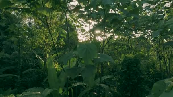 Аэросъемка Лесов Амазонки Фоне Восхода Солнца — стоковое видео