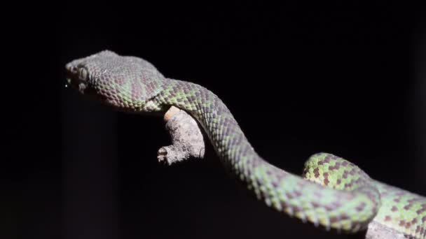 Schöne Grubenotter Trimeresurus Venustus Auf Einem Stock Schwarzer Hintergrund — Stockvideo