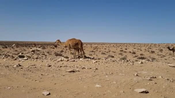 Fas Taki Sahara Çölü Nde Yürüyen Bir Grup Deve — Stok video