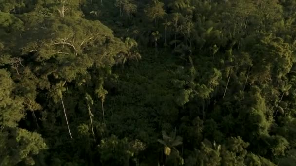 Flyg Över Ecuadors Amazonas Regnskog Drönarskott — Stockvideo