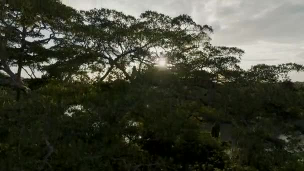 Aerial Rising Shot Drone Dense Forest River — Vídeos de Stock