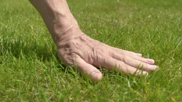 Hand Van Een Man Raakt Zorgvuldig Het Getrimde Groene Gras — Stockvideo