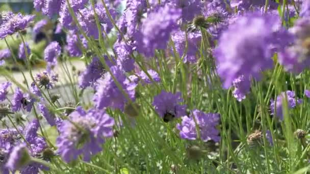 Close Shot Blurry Background Bee Collecting Nectar Purpule Flowers Sunny — Stock Video