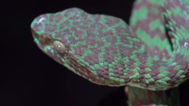 Nahaufnahme Der Schönen Hochgiftigen Trimeresurus Venustus Schlange Auf Dunklem Hintergrund — Stockvideo