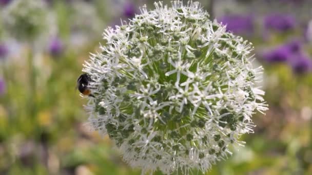 Zbliżenie Strzał Rozmytym Tle Pszczoły Zbierającej Nektar Wihte Allium Kwiat — Wideo stockowe