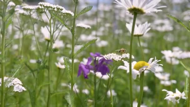 Zbliżenie Strzał Rozmytym Tle Pszczoły Zbierającej Nektar Letnich Dzikich Kwiatów — Wideo stockowe