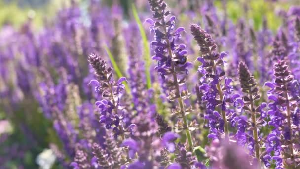 Close Shot Blurry Background Bee Collecting Nectar Lavender Flowers Sunny — Video