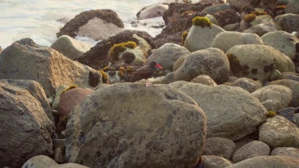 San Bartolo Lima Peru Kayalık Bir Sahilde Kırmızı Gagalı Siyah — Stok video