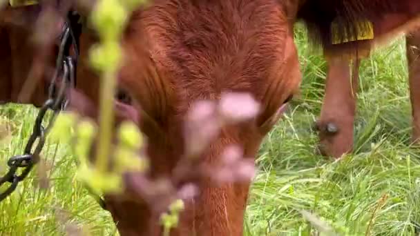 牧草地で草を食む牛を閉じます 草を食べる — ストック動画